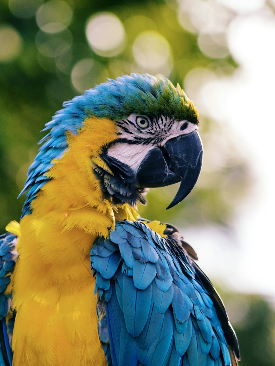 Aves e roedores